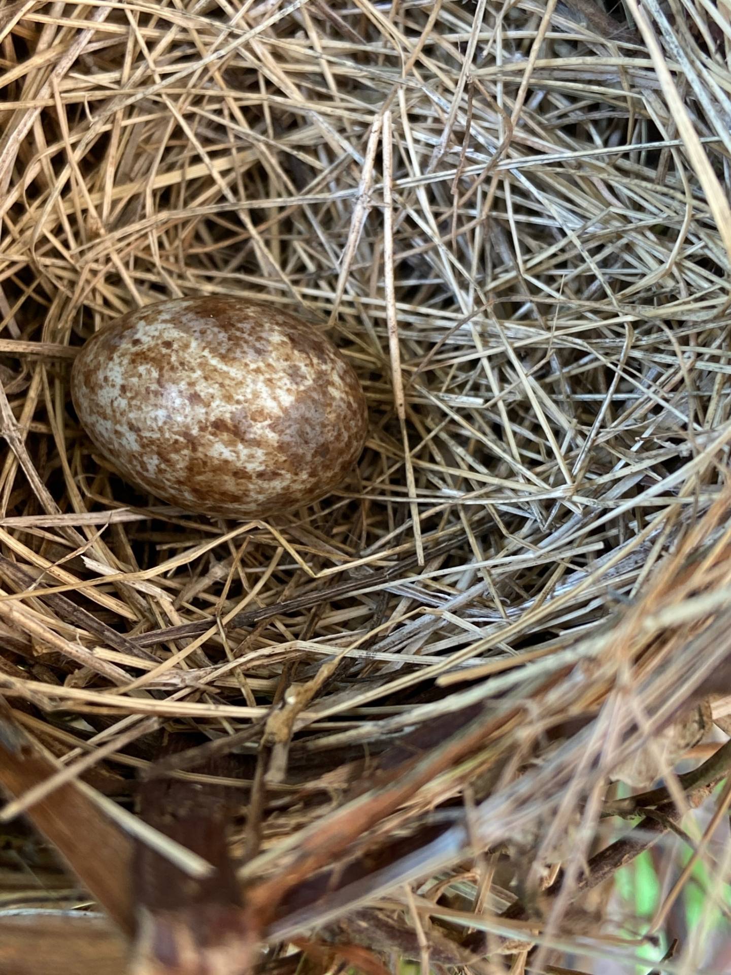 american woodcock, bécasse d'amérique, chocha americana by Jeremy is licensed under CC BY-NC 4.0.